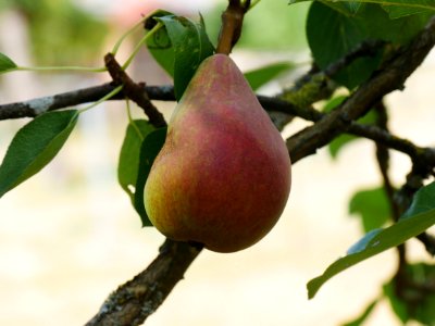 Clapps Liebling Birne Freilichtmuseum Roscheider Hof Frucht H15