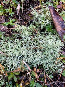 Cladonia rangiformis 101729257
