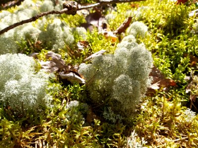 Cladonia stellaris 107998312