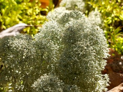 Cladonia stellaris 107998335