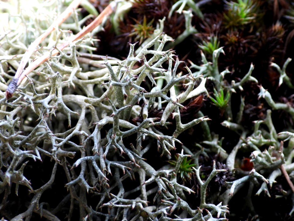 Cladonia uncialis uncialis 83606107