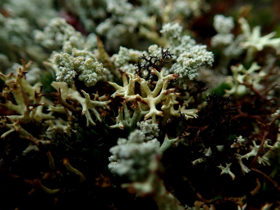 Cladonia uncialis 60785447