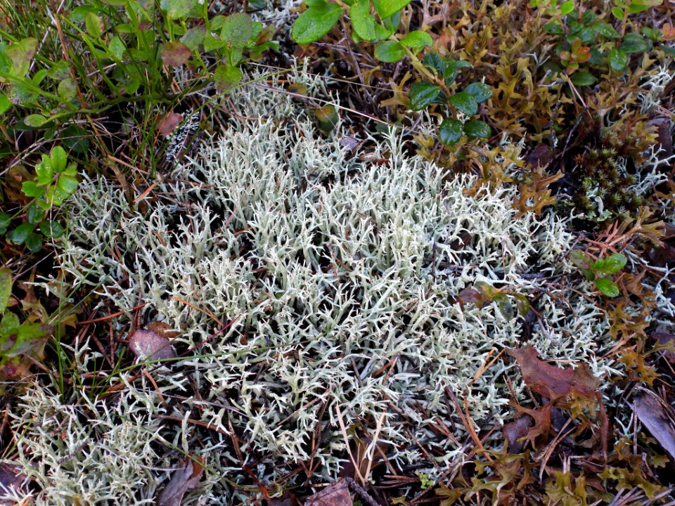 Cladonia uncialis 83726171