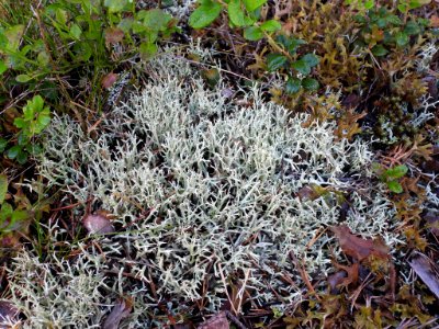 Cladonia uncialis 83726171