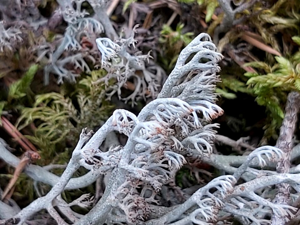Cladonia rangiferina 107994704