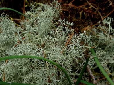 Cladonia portentosa 67987185