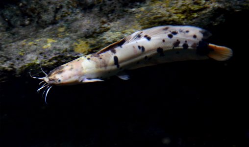 Clarias batrachus Aquarium tropical du Palais de la Porte Dorée 10 04 2016 2 photo