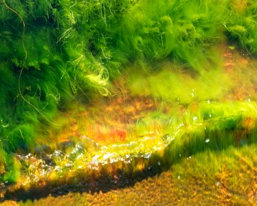 Cladophora glomerata in a wave at Govik 5 photo