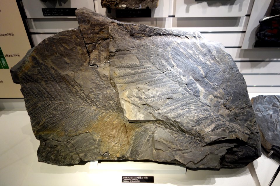 Cladophlebis nebbensis - National Museum of Nature and Science, Tokyo - DSC07005