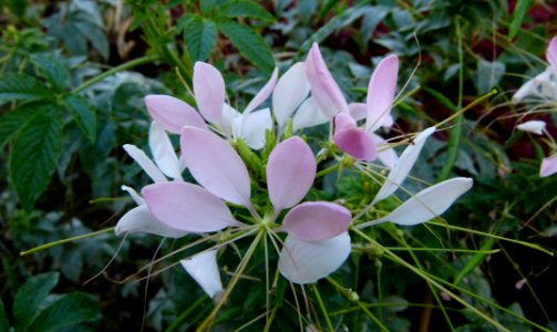 Cleome spinosa "Helene Cambel" 4