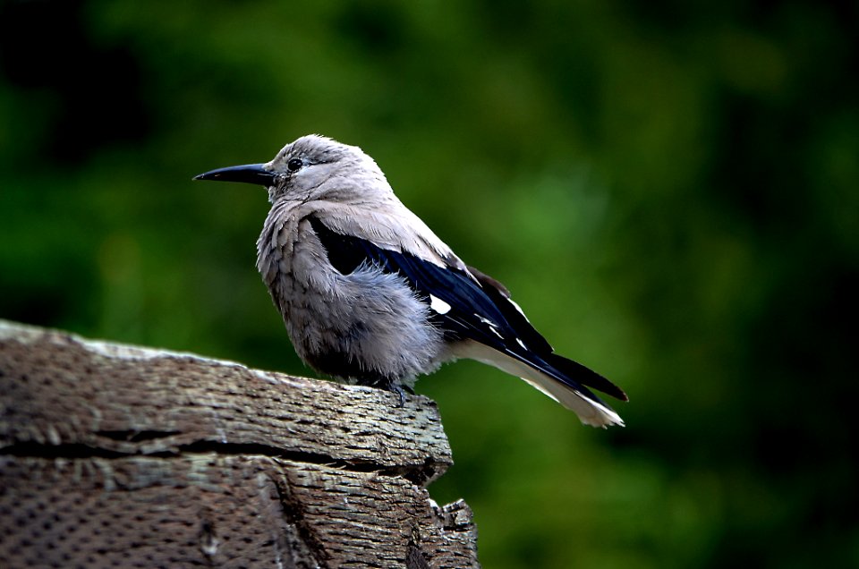 Clark's Nutcracker, Banff National Park, Canada (153392749)