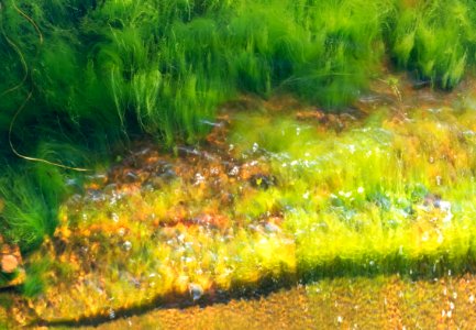 Cladophora glomerata in a wave at Govik 6