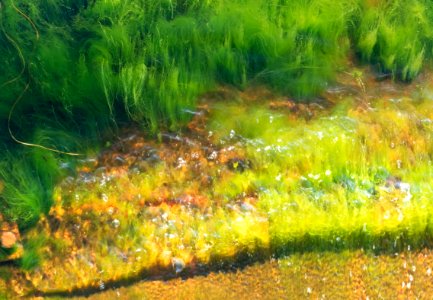 Cladophora glomerata in a wave at Govik 6 photo