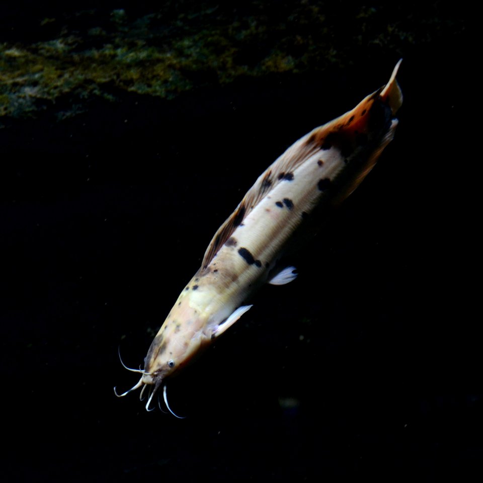 Clarias batrachus Aquarium tropical du Palais de la Porte Dorée 10 04 2016 1