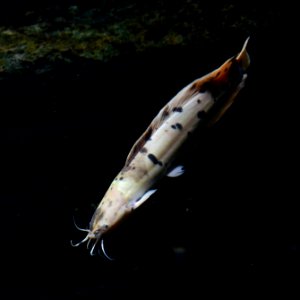 Clarias batrachus Aquarium tropical du Palais de la Porte Dorée 10 04 2016 1 photo