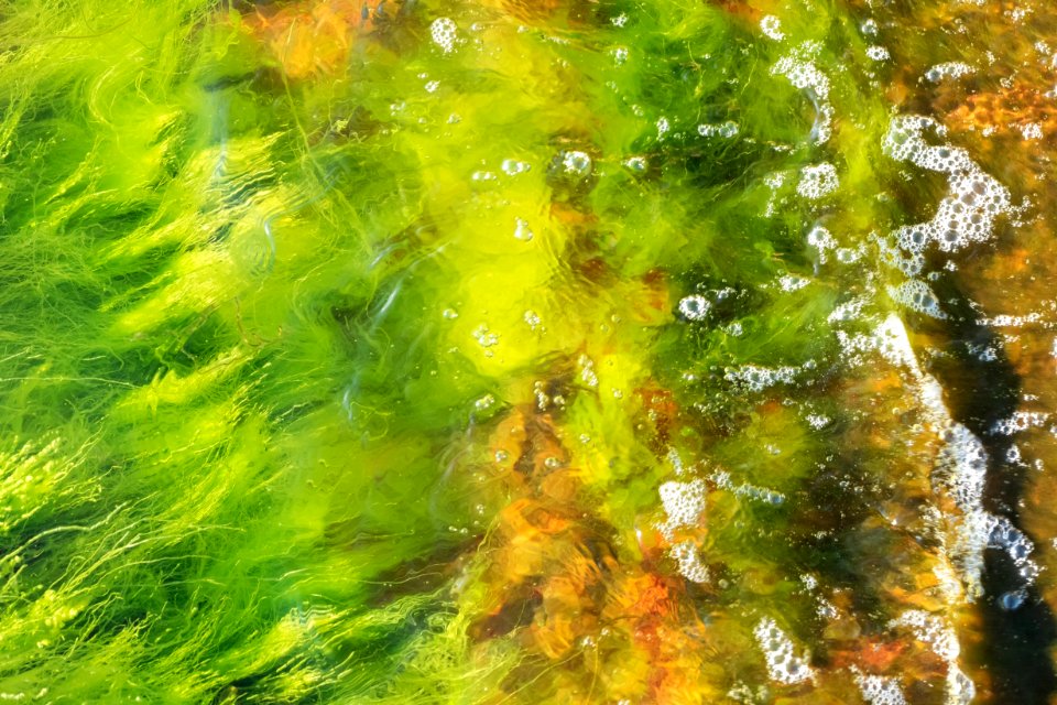 Cladophora glomerata in a wave at Govik 3