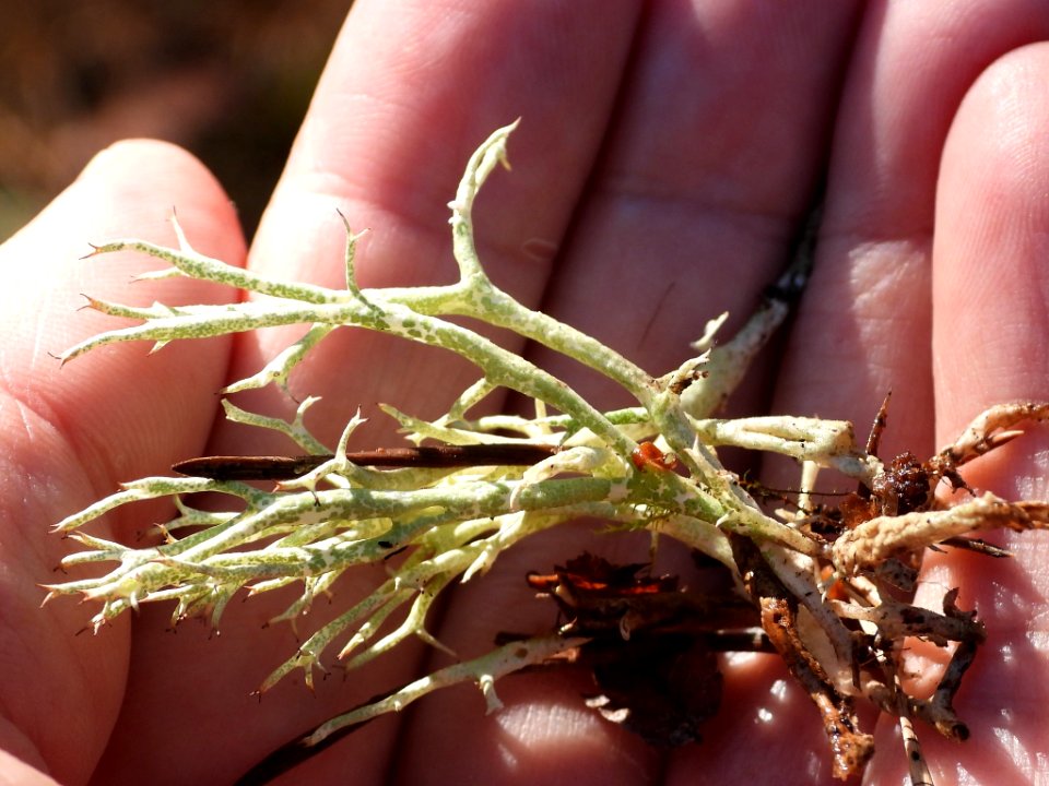 Cladonia uncialis 83726179