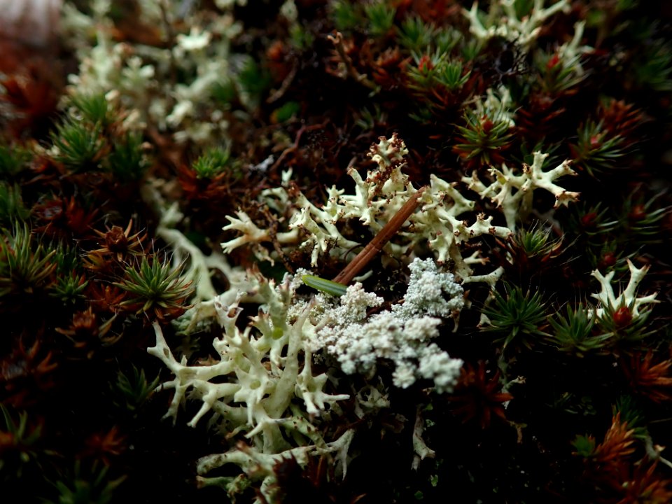 Cladonia uncialis 60785461