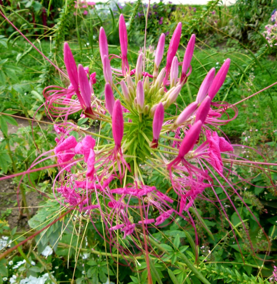Cleome houtteana-pink flower-Jardin des Plantes de Paris