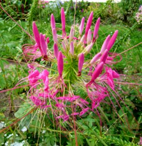 Cleome houtteana-pink flower-Jardin des Plantes de Paris