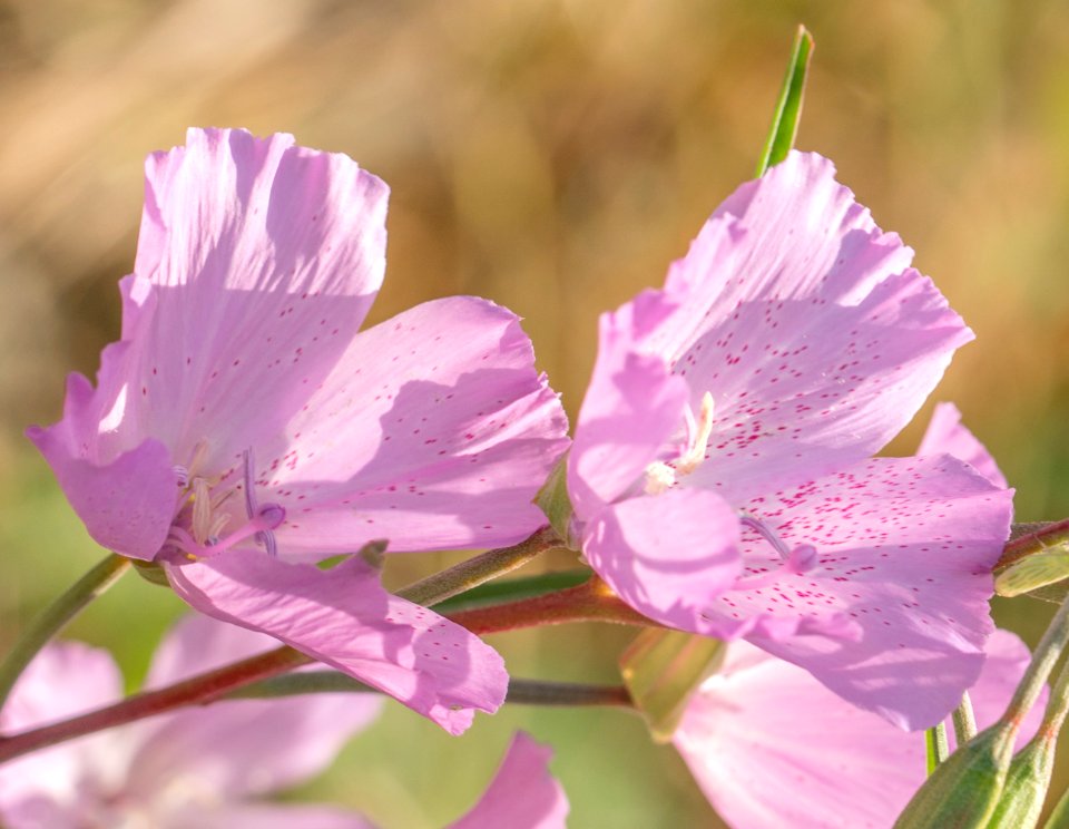 Clarkia dudleyana 3469626