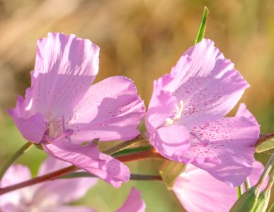 Clarkia dudleyana 3469626