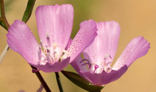 Clarkia dudleyana 3461897