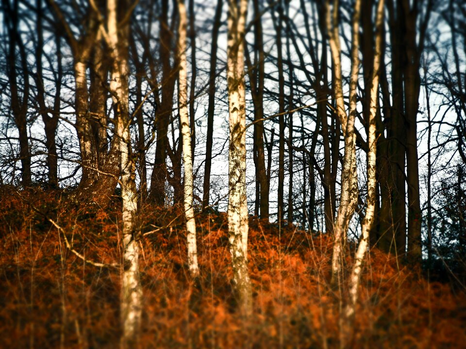 Landscape log birch