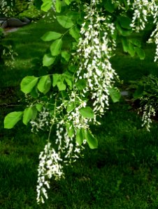 Cladrastis kentukea - Mount Auburn Cemetery - DSC04131