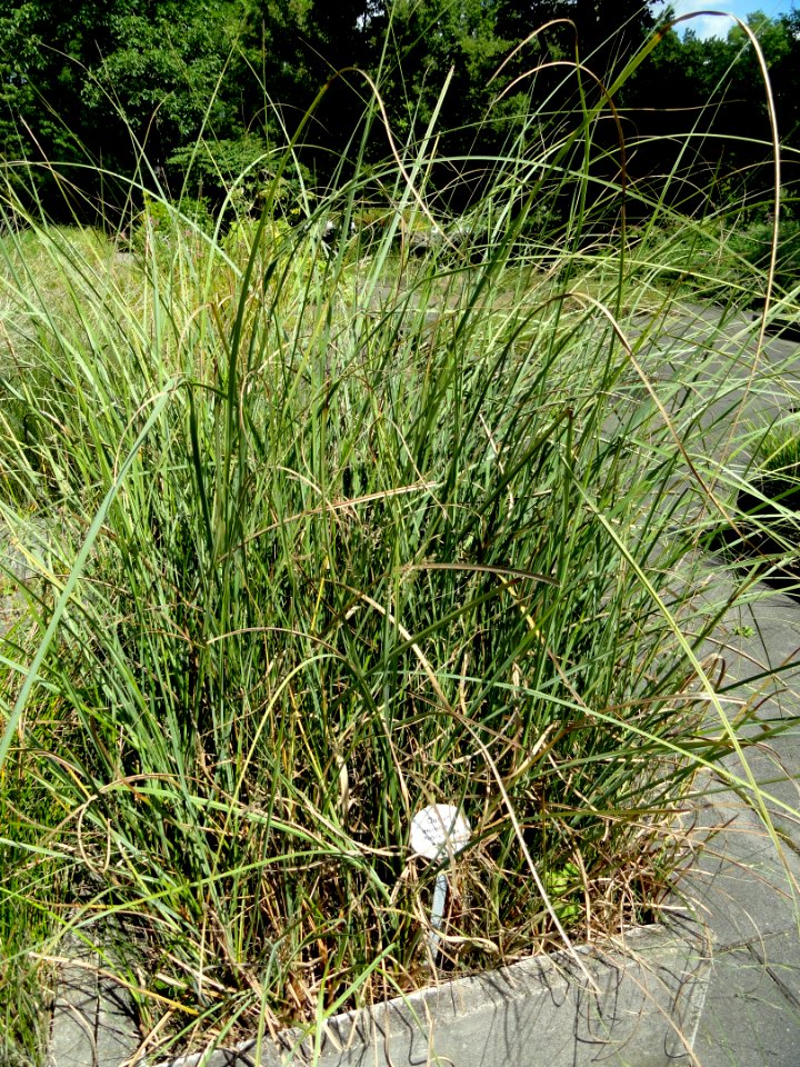 Cladium mariscus - Botanical Garden, University of Frankfurt - DSC02706