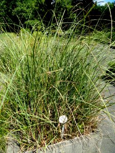 Cladium mariscus - Botanical Garden, University of Frankfurt - DSC02706