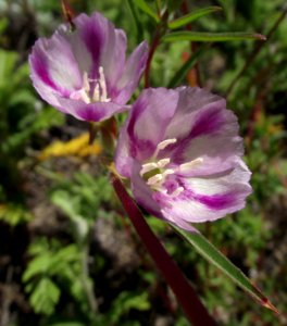 Clarkia rubicunda blasdalei