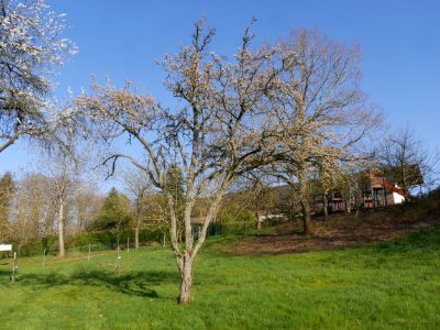 Clapps Liebling Birne Freilichtmuseum Roscheider Hof Ganzer Baum H6