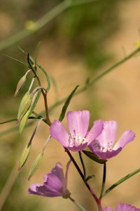 Clarkia dudleyana 3461896