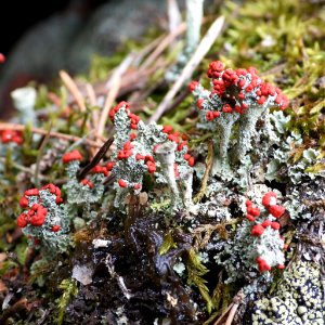 Cladonia diversa 132191413