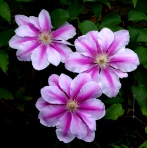 Clématites 1