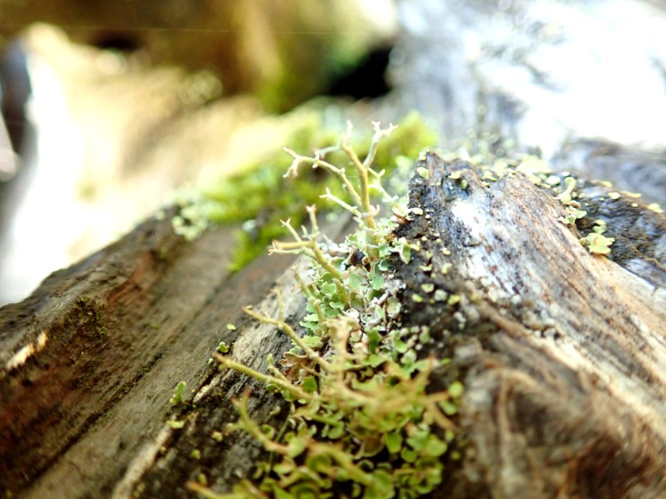 Cladonia furcata 105945684
