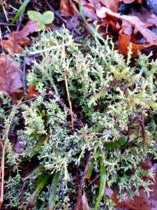 Cladonia furcata 105581269