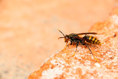 Animal insect wasp photo