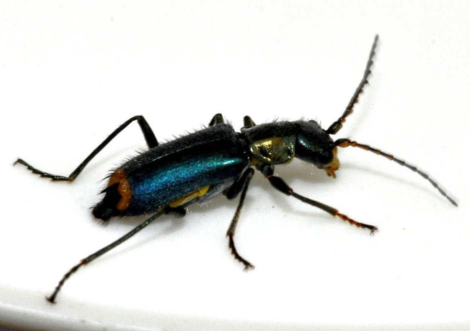 Clanoptilus-elegans-05-fws