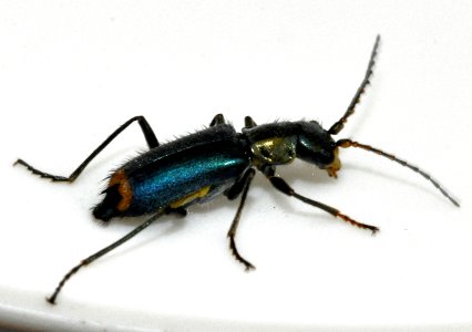 Clanoptilus-elegans-05-fws