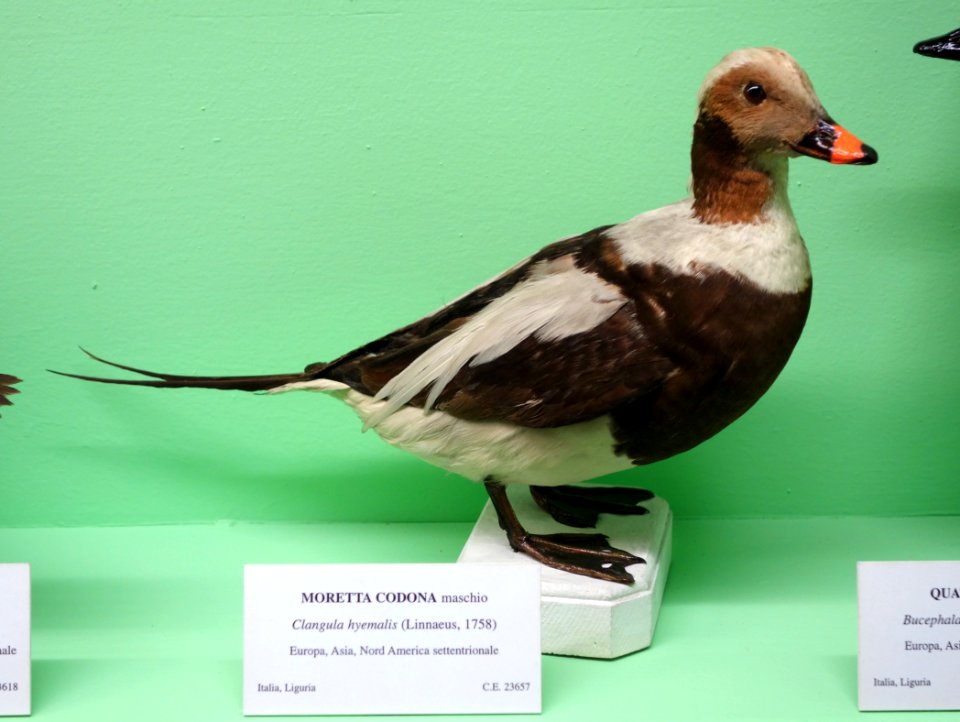 Clangula hyemalis (male) - Museo Civico di Storia Naturale Giacomo Doria - Genoa, Italy - DSC03099