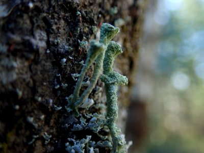 Cladonia chlorophaea 66143032