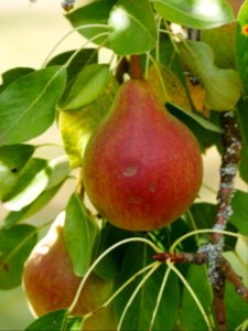 Clapps Liebling Birne Freilichtmuseum Roscheider Hof Frucht H14