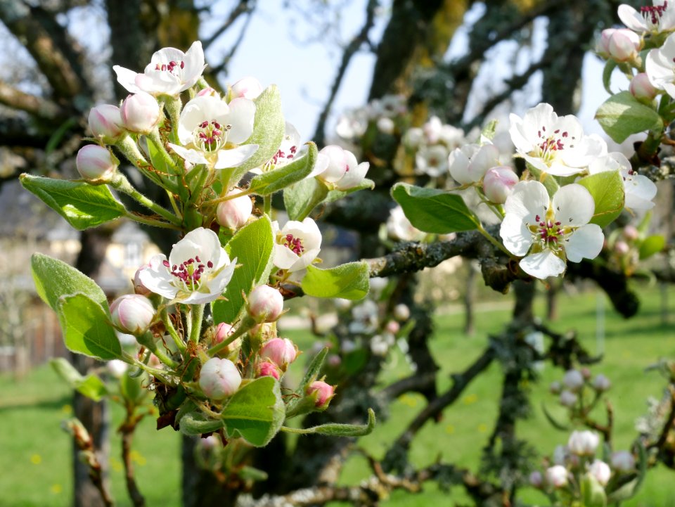 Clapps Liebling Birne Freilichtmuseum Roscheider Hof Blüte H2