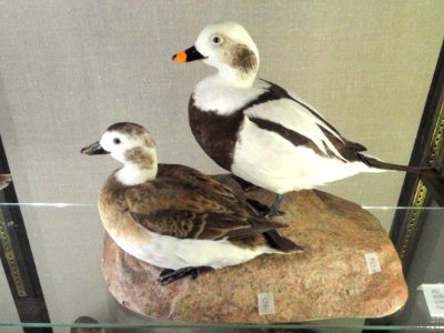 Clangula hyemalis - Finnish Museum of Natural History - DSC04636