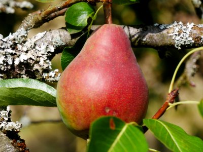Clapps Liebling Birne Freilichtmuseum Roscheider Hof Frucht H13
