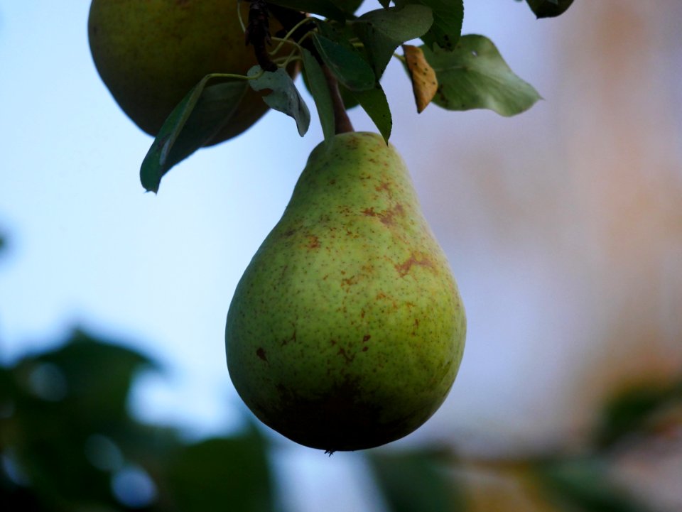 Clapps Liebling Birne Freilichtmuseum Roscheider Hof Frucht H11