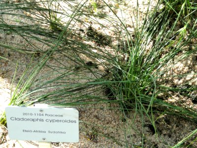 Cladoraphis cyperoides - Botanical Garden in Kaisaniemi, Helsinki - DSC03680