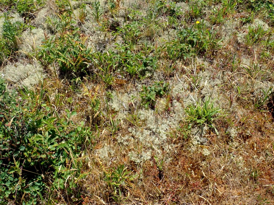 Cladonia portentosa 40923886